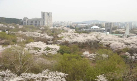 벚꽃 구름이 깔린 경희대 캠퍼스