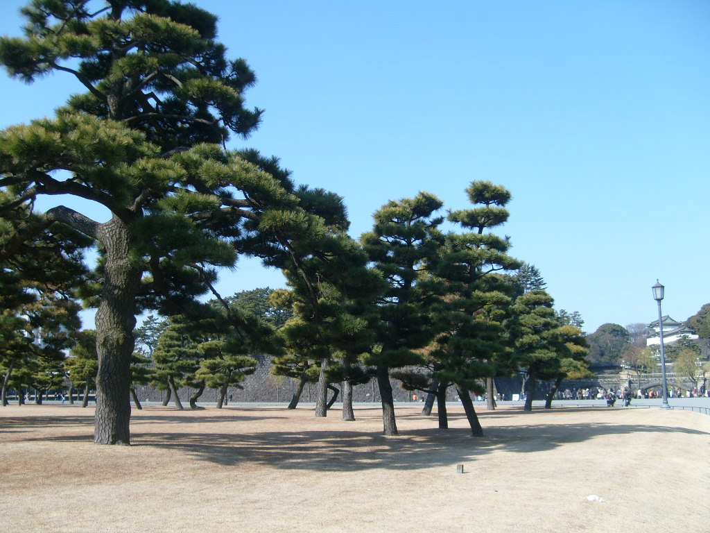 도쿄 황거 앞의 소나무 공원