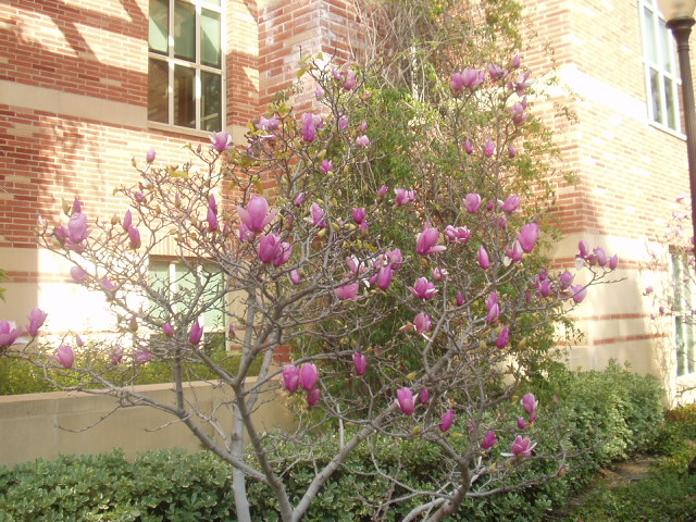 Purple magnolia is in full bloom in front of UCLA Law Library.